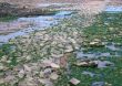 Rocks at low tide