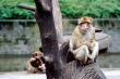 Monkey sat in tree