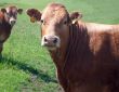 Portrait of brown beef cow