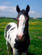 Portrait of Horse in countryside