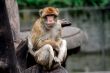 Monkey sat in tree