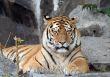 Beautiful Tiger portrait