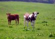 Portrait of cows in countryside