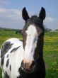 Portrait of Horse in countryside
