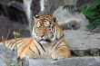 Beautiful Tiger portrait