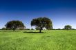 Beautiful trees
