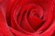 Rose Center