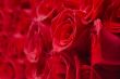 Wall of Roses