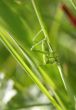 grasshopper