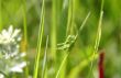 grasshopper