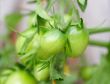 green tomatoes