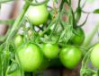 green tomatoes
