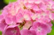 hydrangea