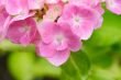 hydrangea