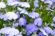 lobelia background