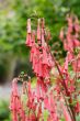 penstemon