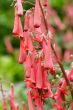 penstemon