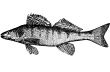 Fish Bersh Lucioperca volgenis Illustration