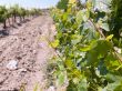 On a vineyard