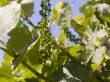 On a vineyard