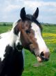 Portrait of horse on farm