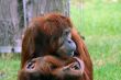 Orangutan portrait