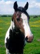Portrait of horse on farm