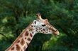 Portraitr of a Giraffe