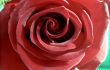 Red rose under the Sun