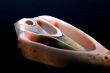 cutting sea-shell