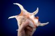 sea-shell in hand