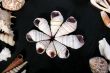 sea-shells