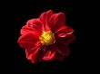 Red Flower