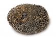 hedgehog