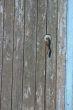  	Aged door handle on wooden entrance door