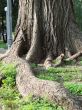 Chaos of old textured tree roots