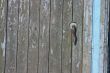  	Aged door handle on wooden entrance door