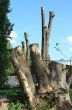 Chaos of old textured tree roots