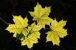 green leaves