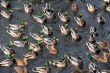 duck`s accumulation