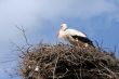 a stork