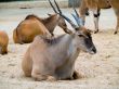 The African antelopes