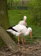 two stork