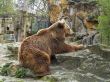 brown bear