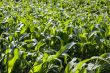 corn field