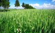 Rye green field