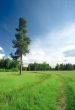 Path and the tree