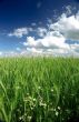 Rye ears against picturesque sky