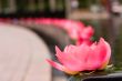 Lotus Flower