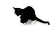 kitten is hunting